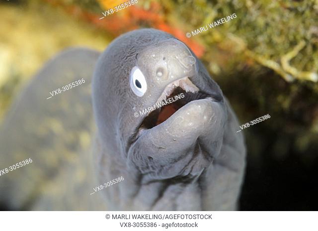 White eyed Moray eel, Gymnothorax thyrsoideus, Lembeh Strait, North Sulawesi, Indonesia, Pacific