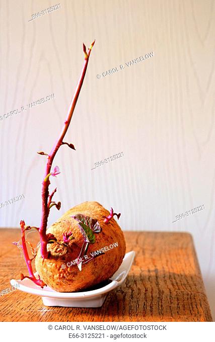 Sweet potato beginning to sprout. On white dish on wooden table