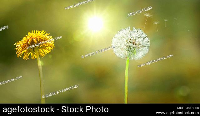 Dandelion - dandelion with flying seeds with sunlight