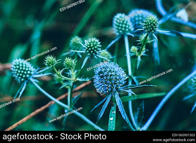 Flowers of blue eryngium with water drops after rain