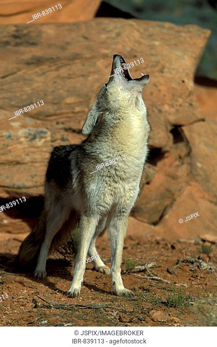 Coyote or Prairie Wolf (Canis latrans), adult, male, howling while standing on a rock, Sonoran Desert, Arizona, USA