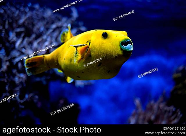Yellow Arothron meleagris, golden puffer guineafowl puffer fish underwater in Indo-Pacific