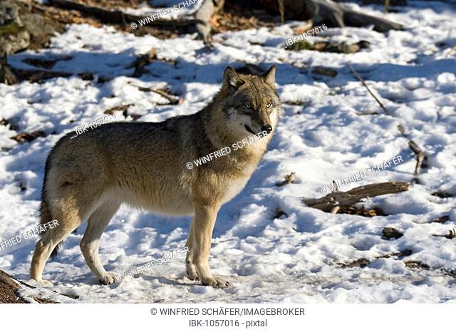 Grey Wolf (Canis lupus), Bavarian Forest National Park, Bavaria, Germany, Europe