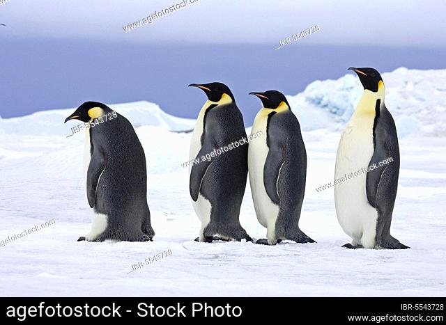 Emperor penguin (Aptenodytes forsteri) four adults, standing on snow, Snow Hill Island, Antarctic Peninsula, Antarctica