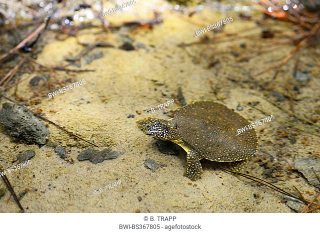 African softshell turtle, Nile softshell turtle (Trionyx triunguis), young African softshell peers out of the water, Turkey, Lycia, Dalyan, Mugla
