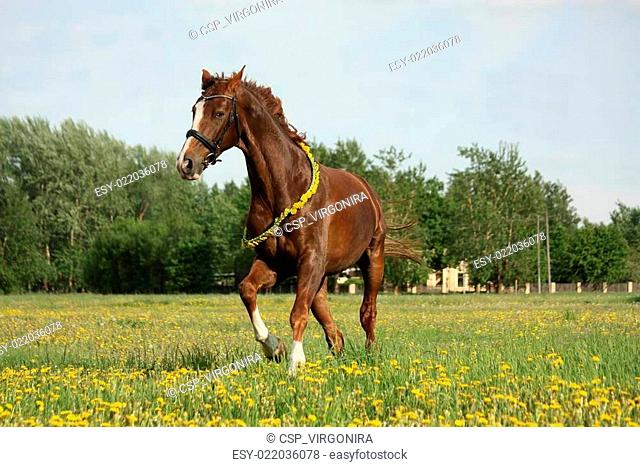 Chestnut horse galloping at dandelion field