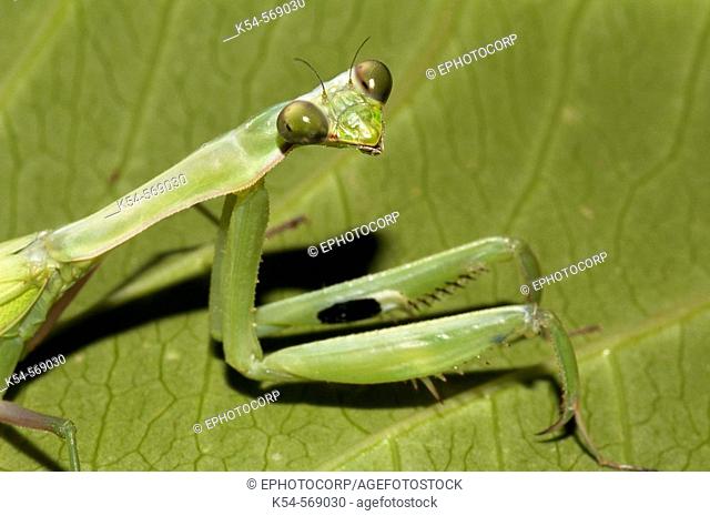 Praying mantis, close-up. Uttaranchal. India
