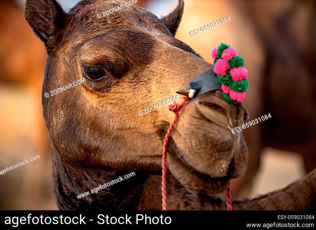 Camels at the Pushkar Fair, also called the Pushkar Camel Fair or locally as Kartik Mela is an annual multi-day livestock fair and cultural held in the town of...