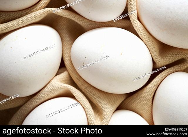 Close-up of eggs on a dishcloth