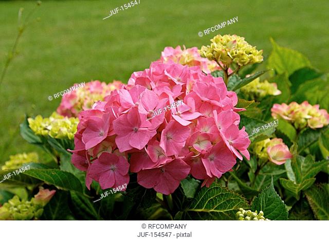 Bigleaf hydrangea - pink blossom / Hydrangea macrophylla