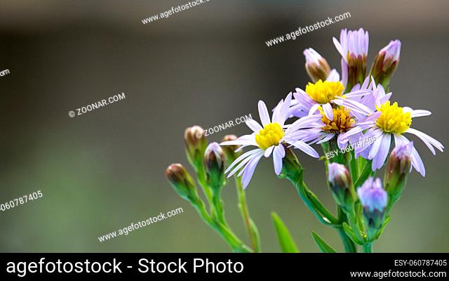 Horizontal macro photo of tripolium pannonicum flower blossoms. Plant is also called sea aster or seashore aster. Shallow depth of field