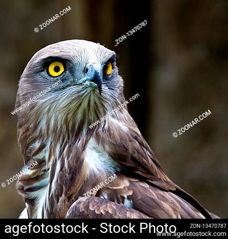 The Short-toed snake eagle, circaetus gallicus also known as short-toed eagle, is a medium-sized bird of prey in the family Accipitridae
