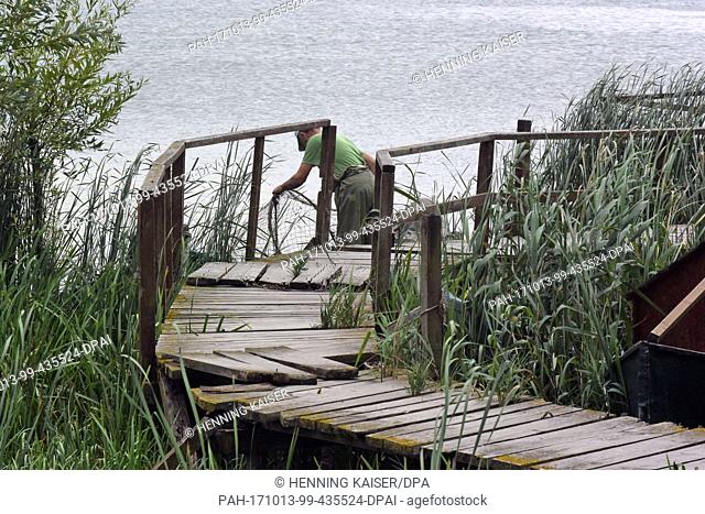 A footbridge leads through reed to a Danube branch near Sfantu Gheorghe in the Danube delta, Romania, 16 August 2017...Â· NO WIRE SERVICE Â· Photo: Henning...