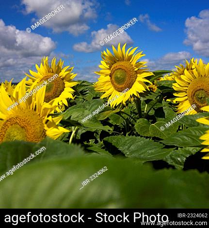 A field of Sunflowers (Helianthus annuus), Limagne, Auvergne, France, Europe