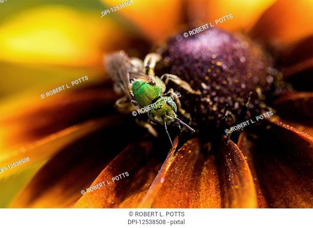 A bicolored striped-sweat bee (Agapostemon virescens) pollinates Black-eyed Susan blossoms; Astoria, Oregon, United States of America