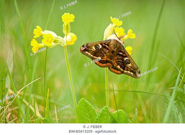 Emperor moth, Small Emperor Moth (Saturnia pavonia, Eudia pavonia), male on Primula veris, flower of the year 2016, Germany, Rhineland-Palatinate