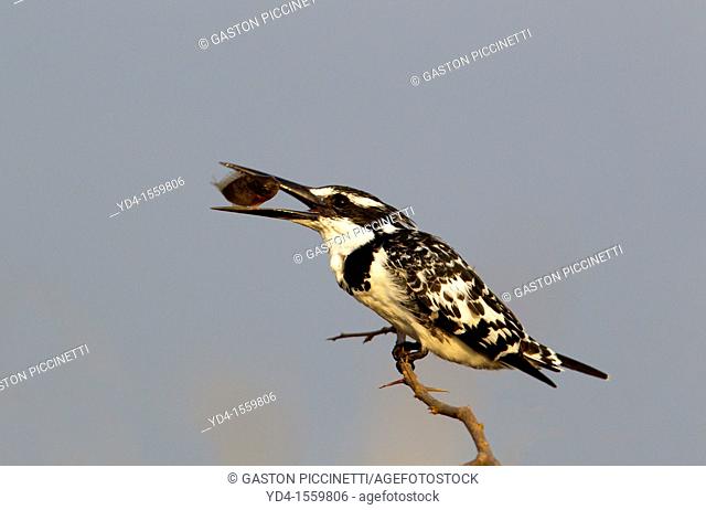 Pied Kingfisher Ceryle rudis, with a prey, Kruger National Park, South Africa