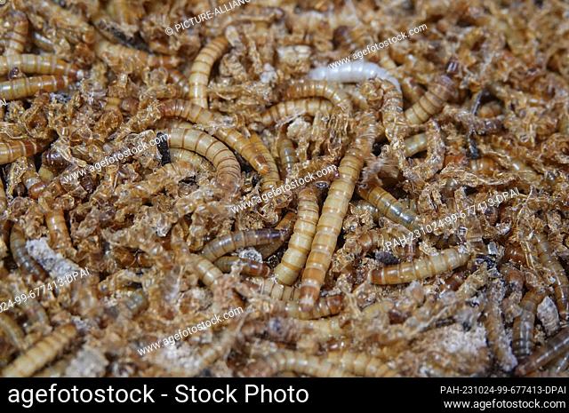 PRODUCTION - 23 October 2023, Baden-Württemberg, Bruchsal: Mealworms in a breeding box of the startup Alpha Protein. In Bruchsal, Germany