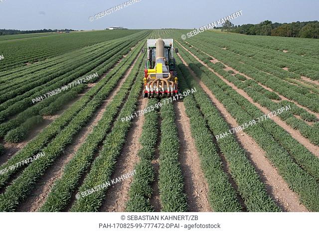 A crop tractor of the Bombastus plant driving through a field and harvesting sage leaves for tea production near Dresden, Germany, 25 August 2017
