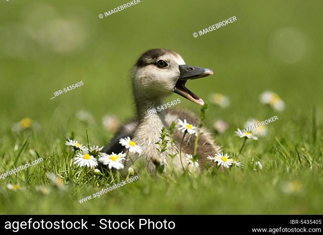 Egyptian Goose (Alopochen aegyptiacus), gosling, Germany, Europe