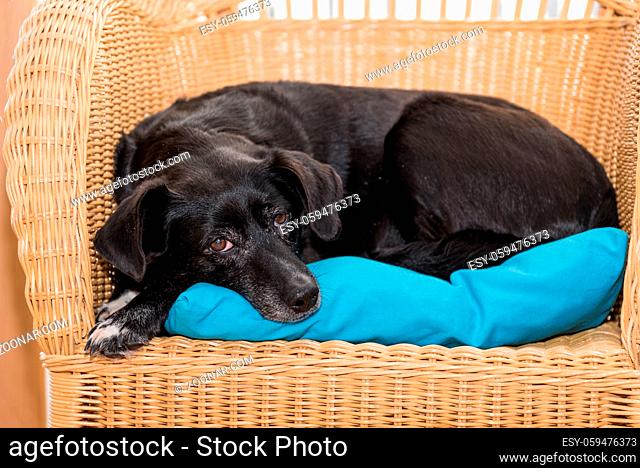 Hund entspannt sich auf Rattanmöbel - schwarzer Labradormischling