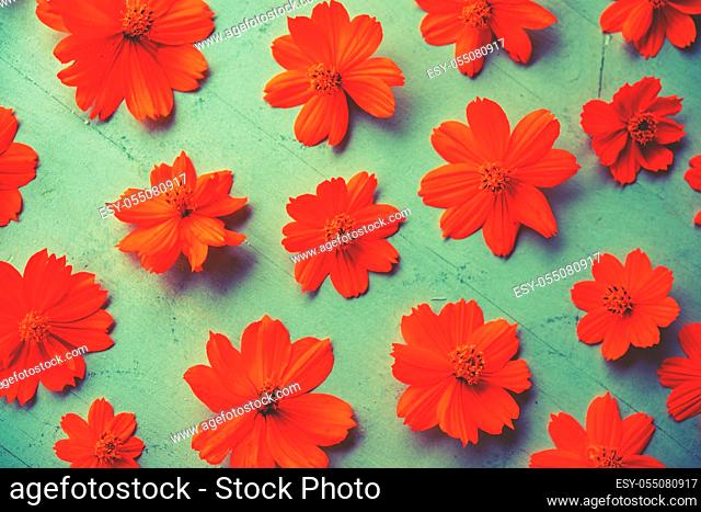 Orange cosmos flower wallpaper background