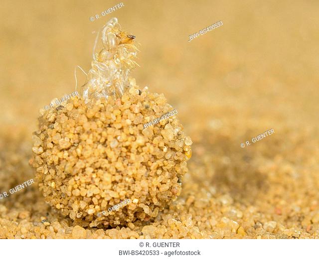 European antlion (Euroleon nostras), Cocoon of the Antlion with exuvia with freshly hatched Euroleon nostras on sandy ground, Germany