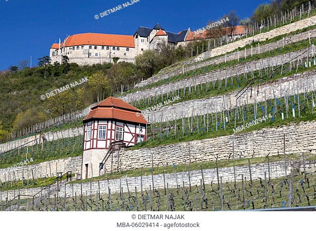 Scenery and vineyards near Freyburg, district Burgenland, Saxony-Anhalt, Germany
