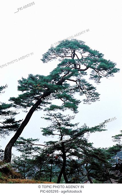 Pine Trees, Gyeongbuk, Korea