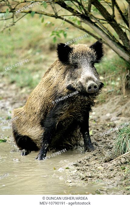 Wild Pig - sow taking mud bath (Sus scrofa)
