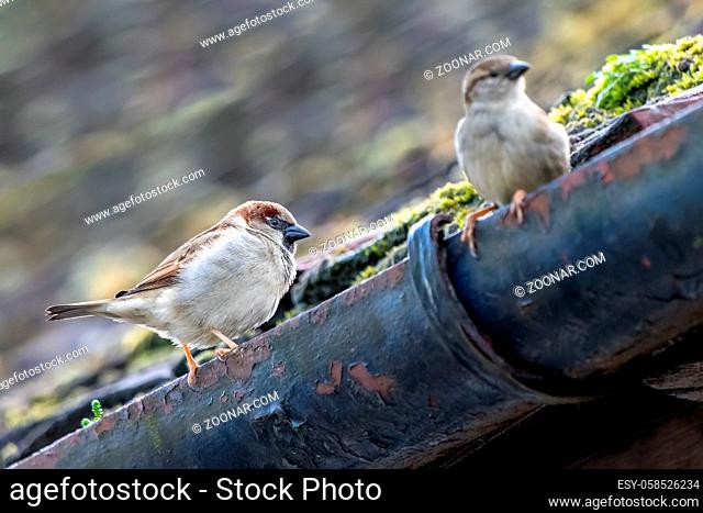 Two House Sparrows on a gutter in Westham