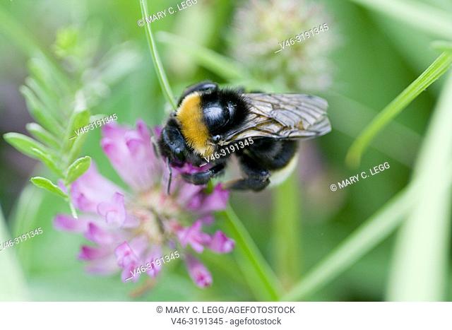 Bohemian Bumblebee, Bombus bohemicus on red clover. Bohemian Bumblebee, Bombus bohemicus. Large black bumblebee with orange stripe and buff tail
