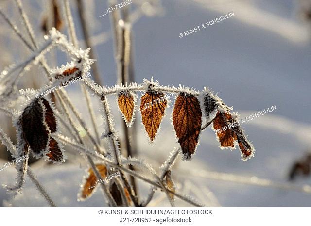 Hoarfrost covered grasses and leaves on a meadow in winter. Västernorrland, Norrland, Sweden, Scandinavia, Europe