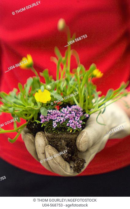 Gardener's hand ready to plant mixed flower starts