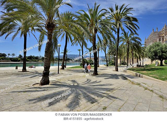 Palm trees at the Parc de la Mar, Palma de Mallorca, Majorca, Balearic Islands, Spain