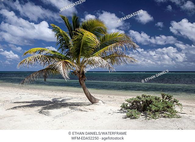 Sandy Beach in Belize, Turneffe Atoll, Caribbean, Belize