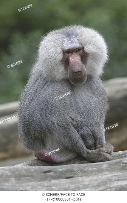 Monkey (Papio hamadryas)