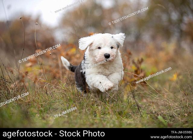 Bobtail Puppy