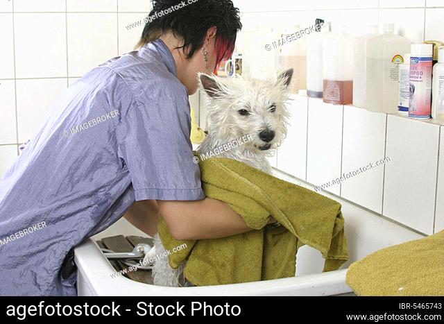 Woman dries West Highland White Terrier with towel, dry off, drying, dog groomer, dog groomer