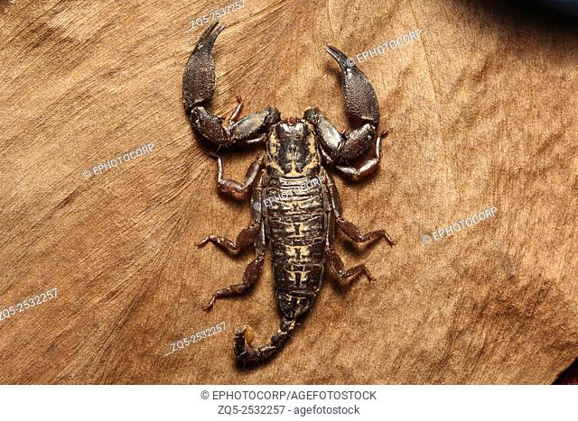 Wood scorpion, Liocheles sp, Hemiscopiidae, Gurjee, Tripura , India