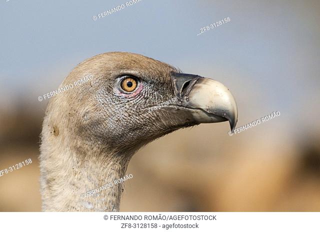 Griffon Vulture at Faia Brava Reserve, Portugal