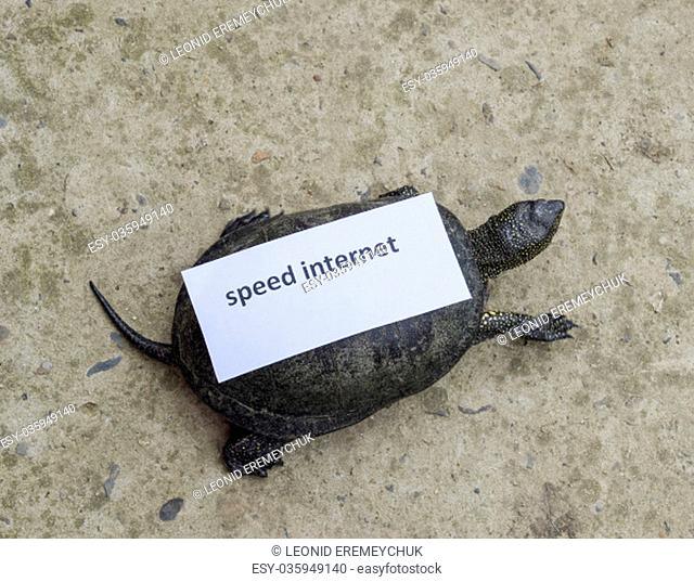 Internet speed. A bad internet symbol. Low download speed. Slow internet. Ordinary river tortoise of temperate latitudes