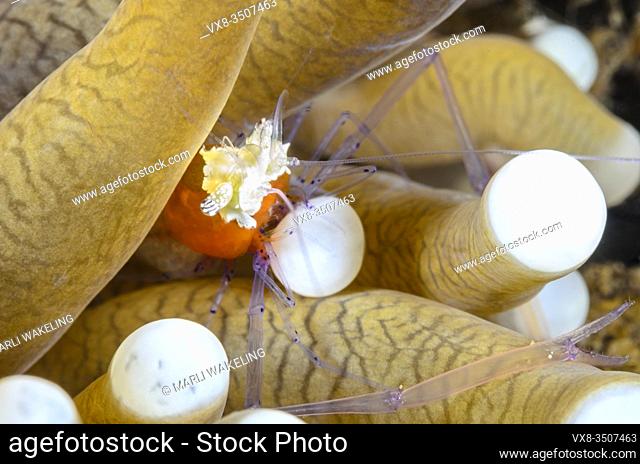 Mushroom coral shrimp, Cuapetes kororensis, Lembeh Strait, North Sulawesi, Indonesia, Pacific