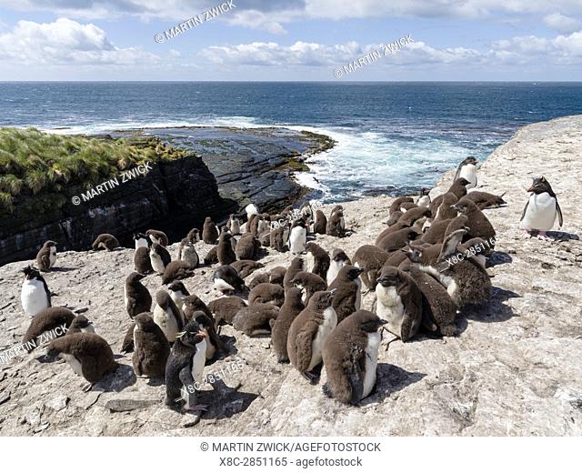 Rockhopper Penguin (Eudyptes chrysocome), subspecies western rockhopper penguin (Eudyptes chrysocome chrysocome). Colony on cliff with creche guarded by adults
