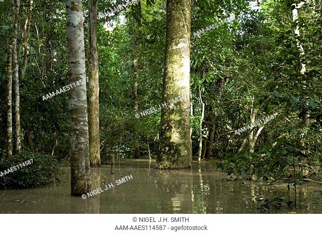 Catahua (Hura crepitans) large tree partially inundated in floodplain forest during the annual flood of the Ucayali River