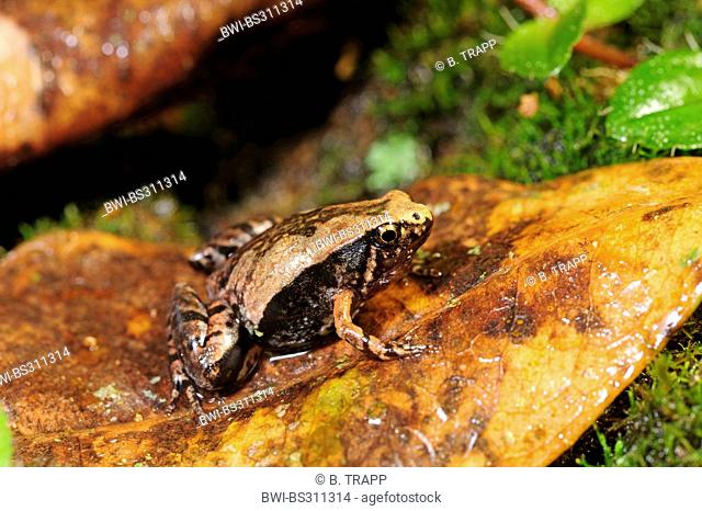 Ornate Narrow-mouthed Frog (Microhyla ornata), sitting on a leaf, Sri Lanka, Sinharaja Forest National Park