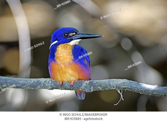Azure Kingfisher (Alcedo azurea), very rare bird, Queensland, Australia