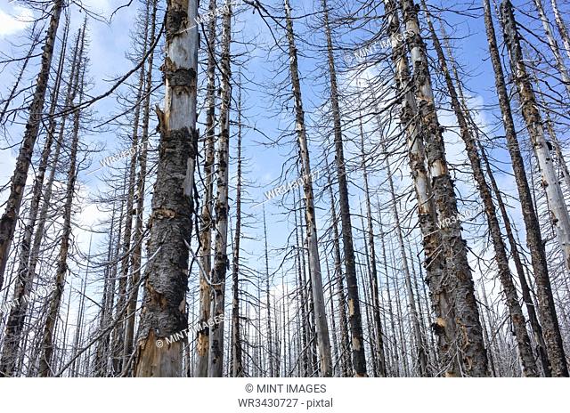 Fire damaged forest & trees, along the Pacific Crest Trail, Mount Adams Wilderness, Washington