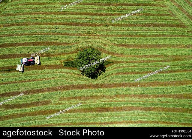 Aerial view tractor harvesting green hay field with lone tree, Auvergne, France