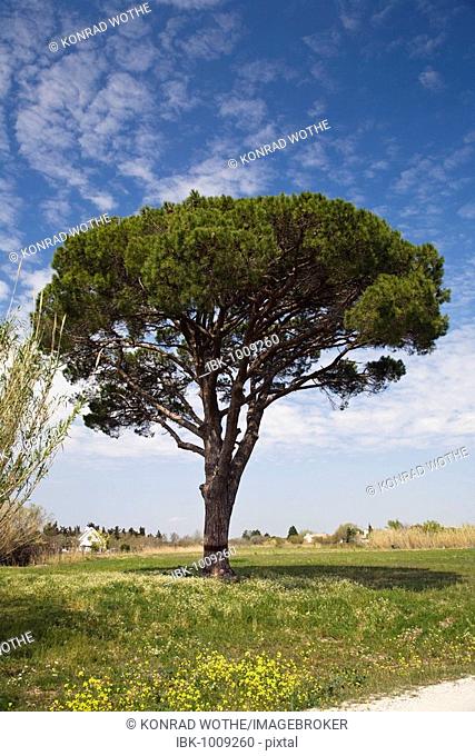 Stone Pine (Pinus pinea), Camargue, Southern France, Europe
